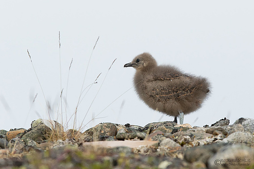 Schmarotzerraubmöwe Jungvogel