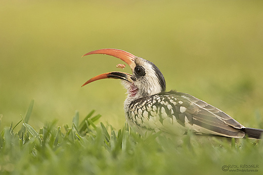 Westlicher Rotschnabeltoko