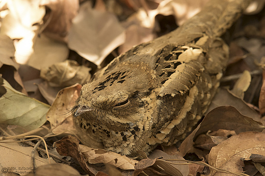 Schleppennachtschwalbe