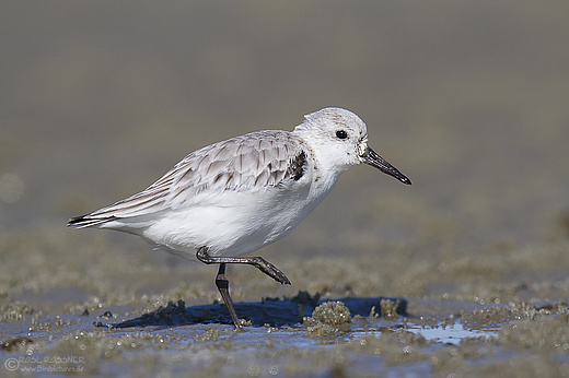 Sanderling