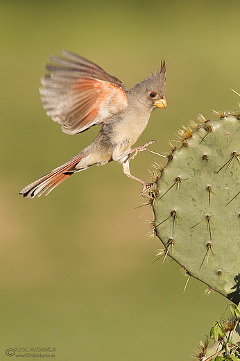 Weiblicher Schmalschnabelkardinal