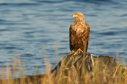 Europäischer Seeadler