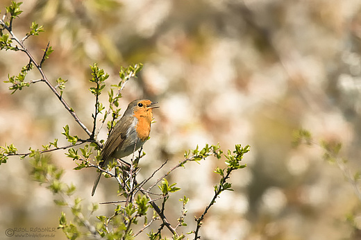 Rotkehlchen
