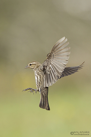 Rotschulterstärling