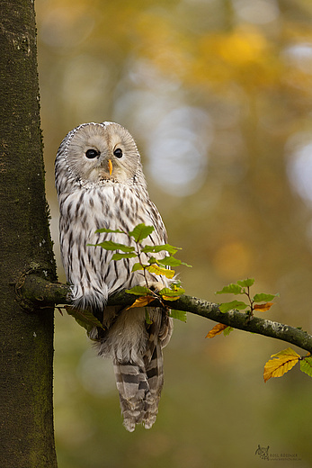Habichtskauz