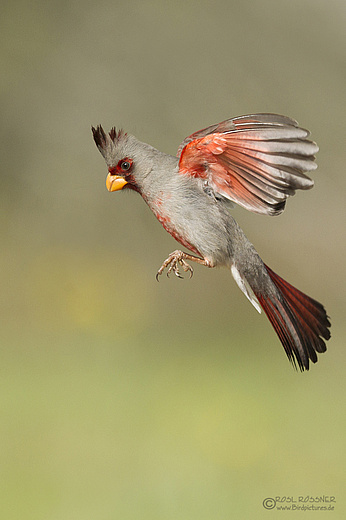 Männlicher Schmalschnabelkardinal