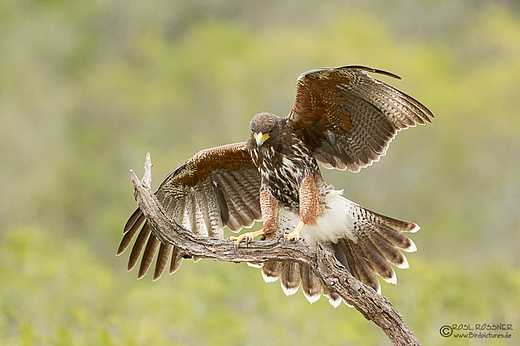 Jugendlicher Wüstenbussard
