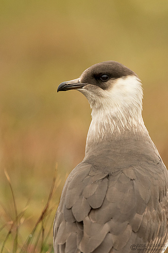 Schmarotzerraubmöwe