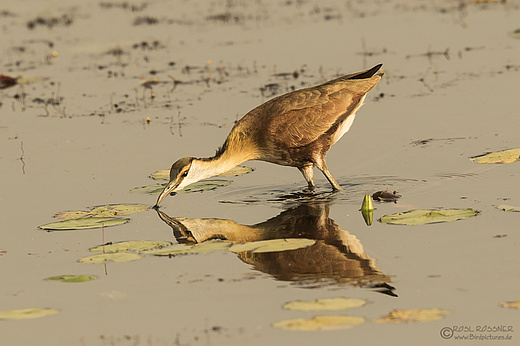 Blaustirn-Blatthühnchen