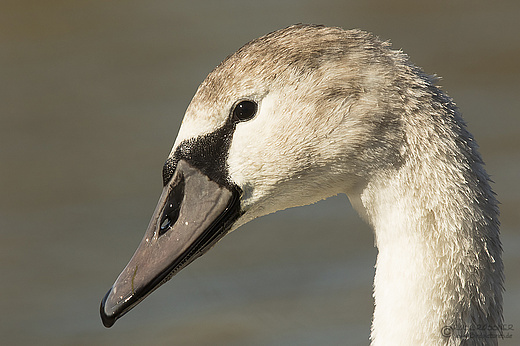Hoeckerschwan