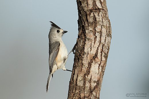 Schwarzhäubchenmeise