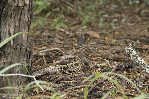 Pauraquenachtschwalbe