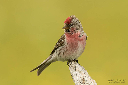 Männlicher Birkenzeisig