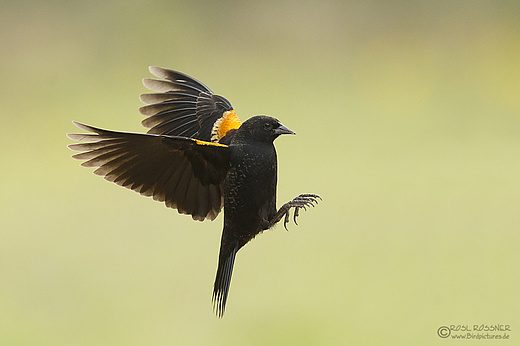 Rotschulterstärling