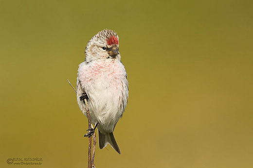 Männlicher Polarbirkenzeisig