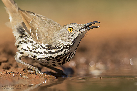 Langschnabel-Spottdrossel