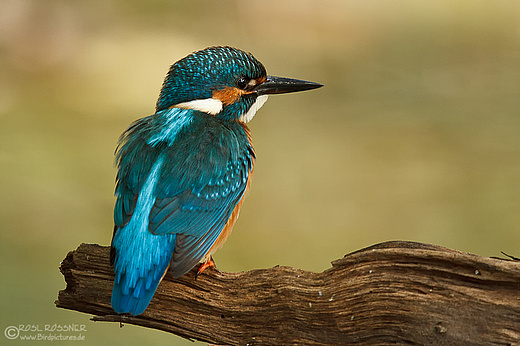 Eisvogel