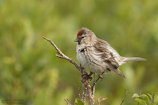 Weiblicher Birkenzeisig