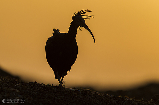 Waldrapp im Sonnenuntergang