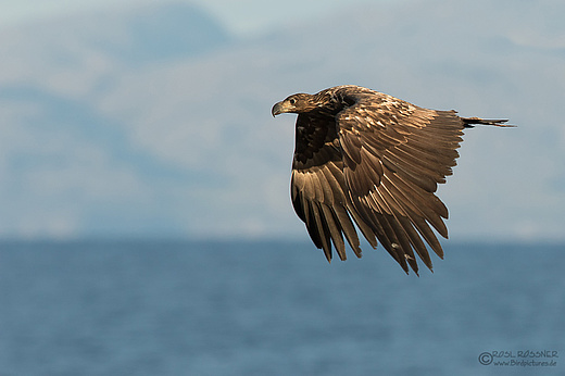 Europäischer Seeadler