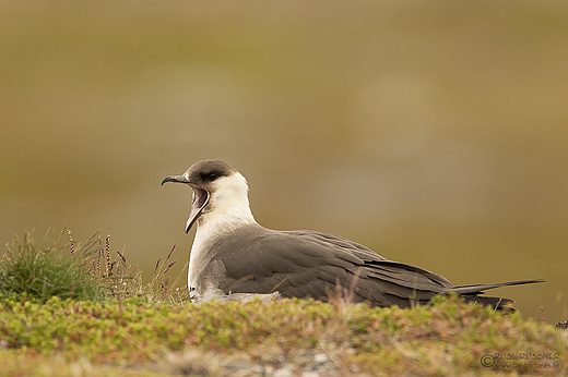 Schmarotzerraubmöwe