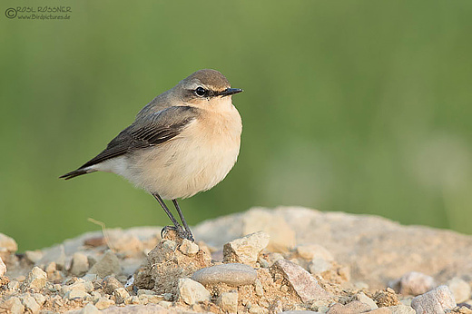 Steinschmätzerweibchen