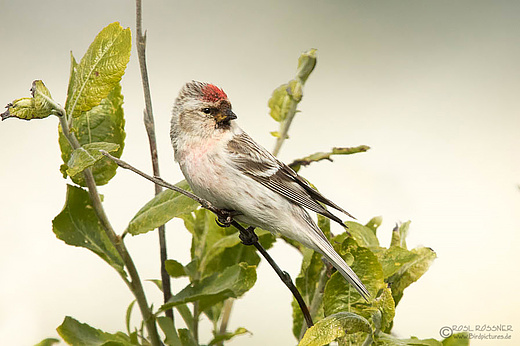 Männlicher Polarbirkenzeisig