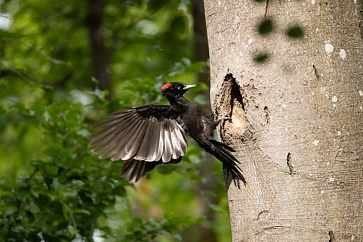 Schwarzspecht