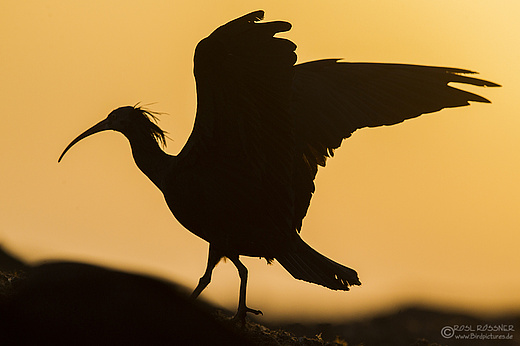 Waldrapp im Sonnenuntergang