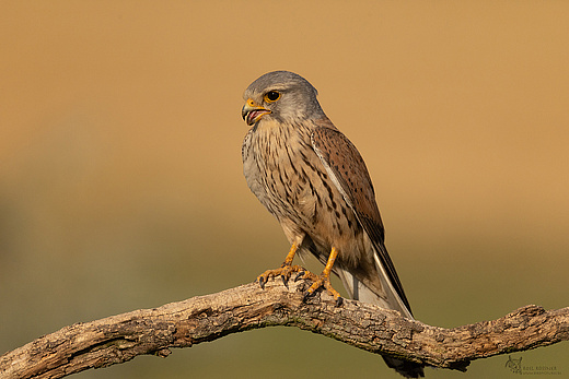 Turmfalke