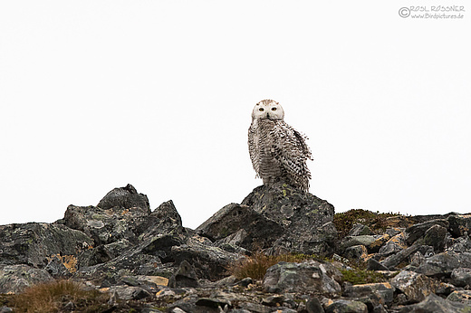 Schneeeule