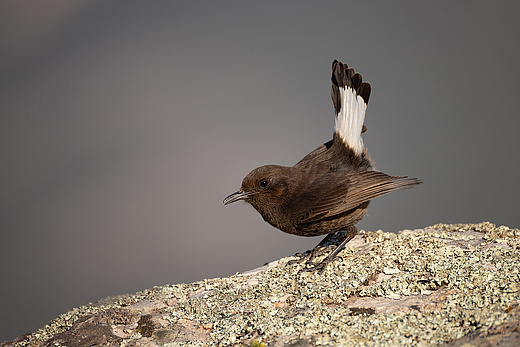 Trauersteinschmätzer