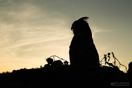 Uhu - Bubo bubo
