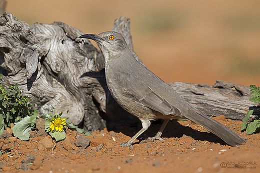 Krummschnabel-Spottdrossel