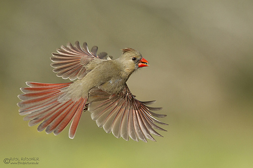 Weiblicher Rotkardinal