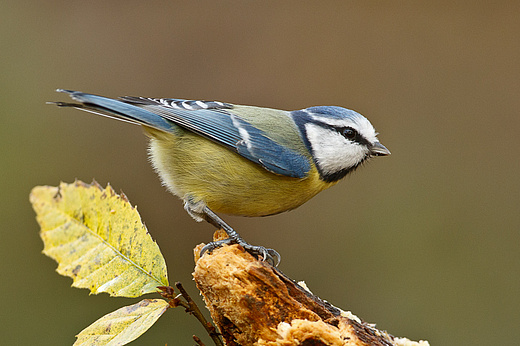 Blaumeise