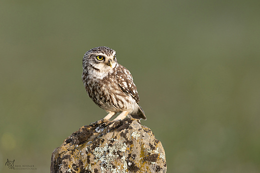 Steinkauz
