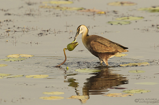 Blaustirn-Blatthühnchen