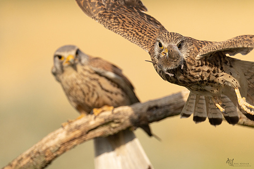Turmfalke