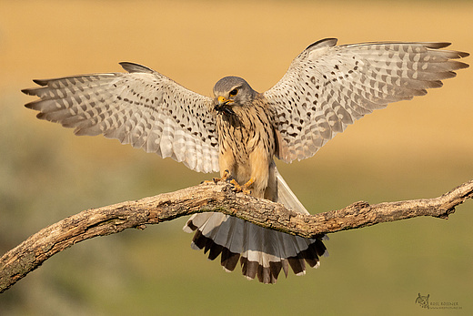 Turmfalke