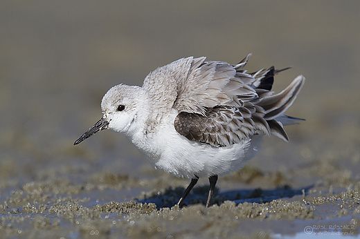 Sanderling