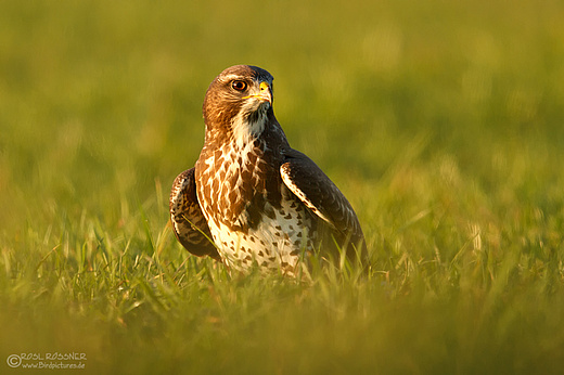 Mäusebussard