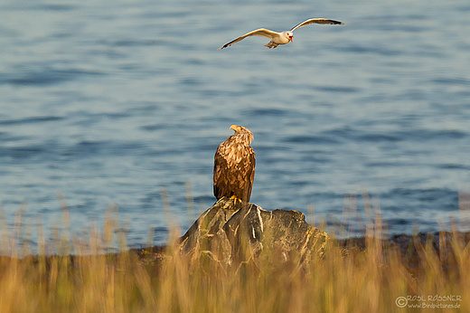 Europäischer Seeadler