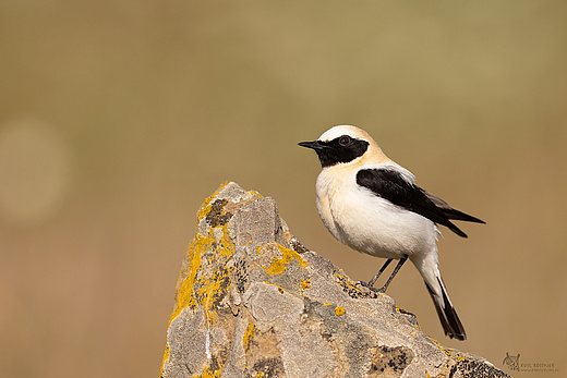 Maurensteinschmätzer