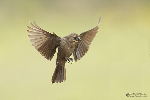 Junger Rotschulterstärling