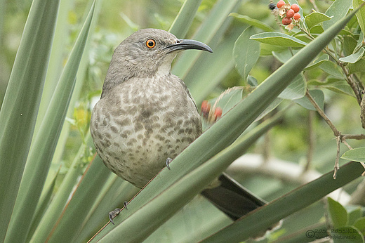 Krummschnabel-Spottdrossel