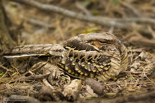 Pauraquenachtschwalbe