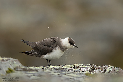 Schmarotzerraubmöwe