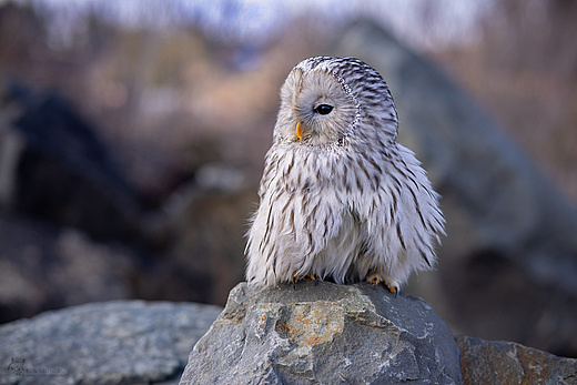 Habichtskauz