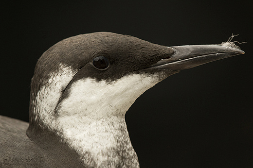 Trottellumme im Winterkleid